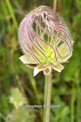 geum triflorum thumbnail graphic